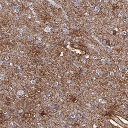 PLSCR4 Antibody, Novus Biologicals:Antibodies:Primary Antibodies